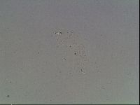 Macrobiotus recens image