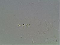 Macrobiotus recens image
