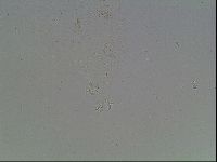 Macrobiotus recens image