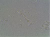 Macrobiotus recens image