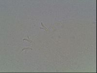 Macrobiotus recens image