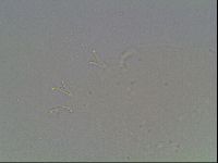 Macrobiotus recens image