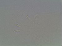 Macrobiotus recens image