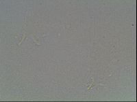 Macrobiotus recens image