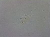 Macrobiotus recens image