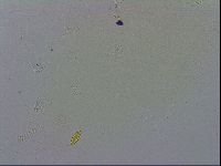 Macrobiotus recens image