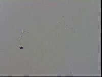 Macrobiotus recens image