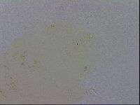 Macrobiotus recens image