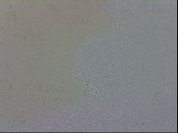 Macrobiotus recens image