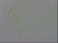 Macrobiotus recens image