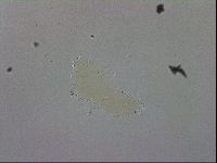 Macrobiotus recens image