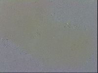 Macrobiotus recens image