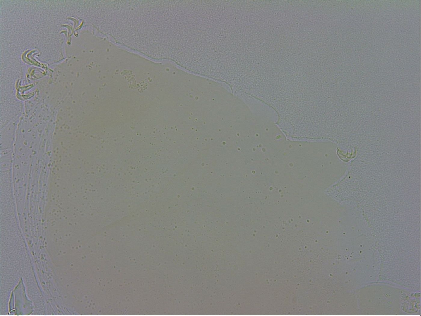 Macrobiotus recens image