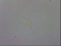 Macrobiotus recens image
