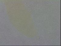 Macrobiotus recens image