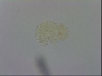 Macrobiotus recens image