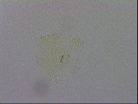 Macrobiotus recens image