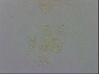 Macrobiotus recens image