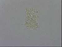 Macrobiotus recens image