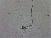 Macrobiotus recens image
