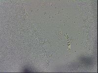 Macrobiotus recens image