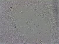 Macrobiotus recens image