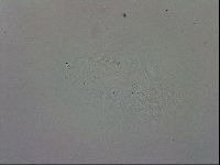 Macrobiotus recens image