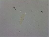 Macrobiotus recens image