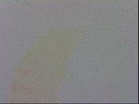 Macrobiotus recens image