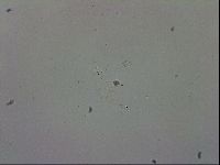 Macrobiotus recens image