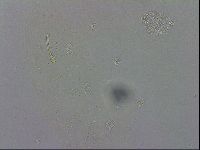 Macrobiotus recens image