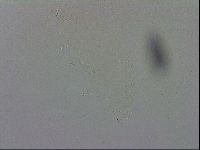 Macrobiotus recens image