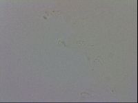 Macrobiotus recens image