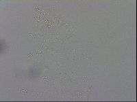 Macrobiotus recens image