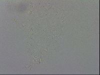 Macrobiotus recens image