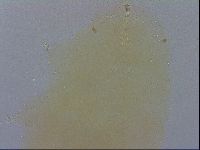 Macrobiotus recens image