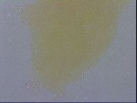 Macrobiotus recens image