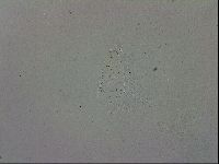 Macrobiotus recens image