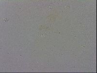 Macrobiotus recens image