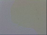 Macrobiotus recens image