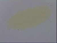 Macrobiotus recens image