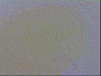 Macrobiotus recens image