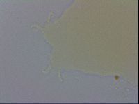 Macrobiotus recens image