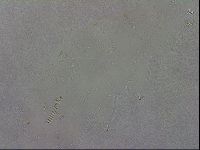 Macrobiotus recens image