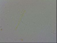 Macrobiotus recens image