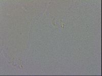 Macrobiotus recens image