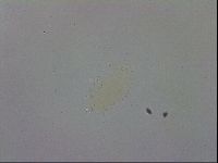 Macrobiotus recens image