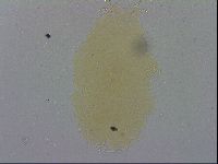 Macrobiotus recens image