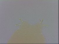 Macrobiotus recens image