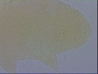 Macrobiotus recens image